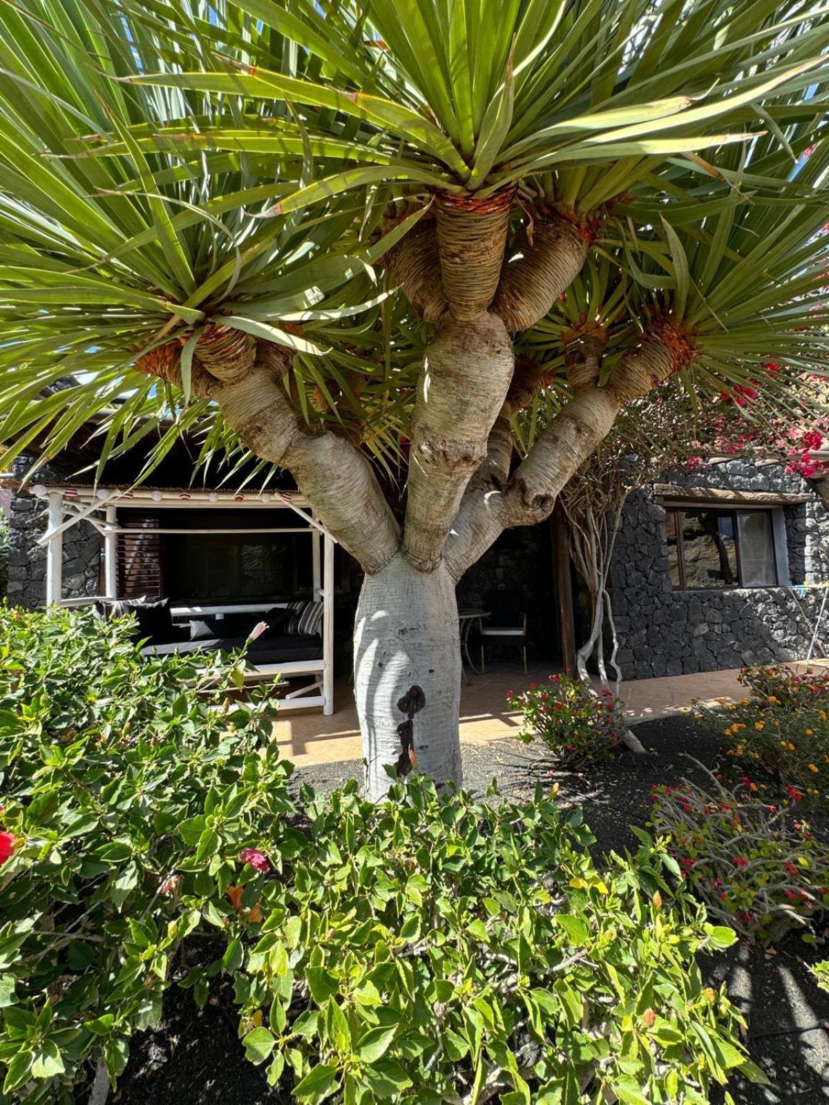 Castillo Lanzarote Villa Bailey - Luxury Villa - Pet Friendly With Heated Pool La Asomada  Extérieur photo